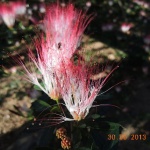 DSCN0379