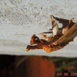 DSCN0542
