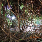 DSCN1083