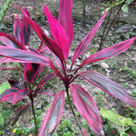 Snímek obrazovky 2025-12-08 v 12.43.06